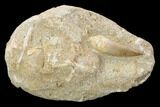Fossil Plesiosaur (Zarafasaura) Tooth - Morocco #119659-1